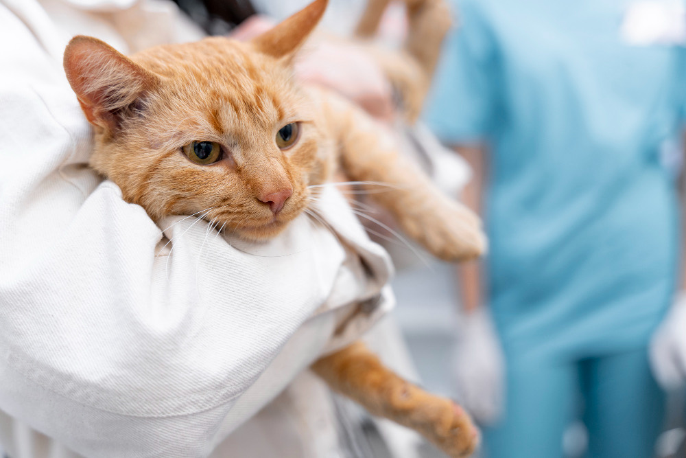 Mirna mačka na pregledu u veterinarskoj ambulanti Nine Lives